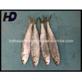 Frozen Seafood Sardine Fish for Market (Sardinella aurita)